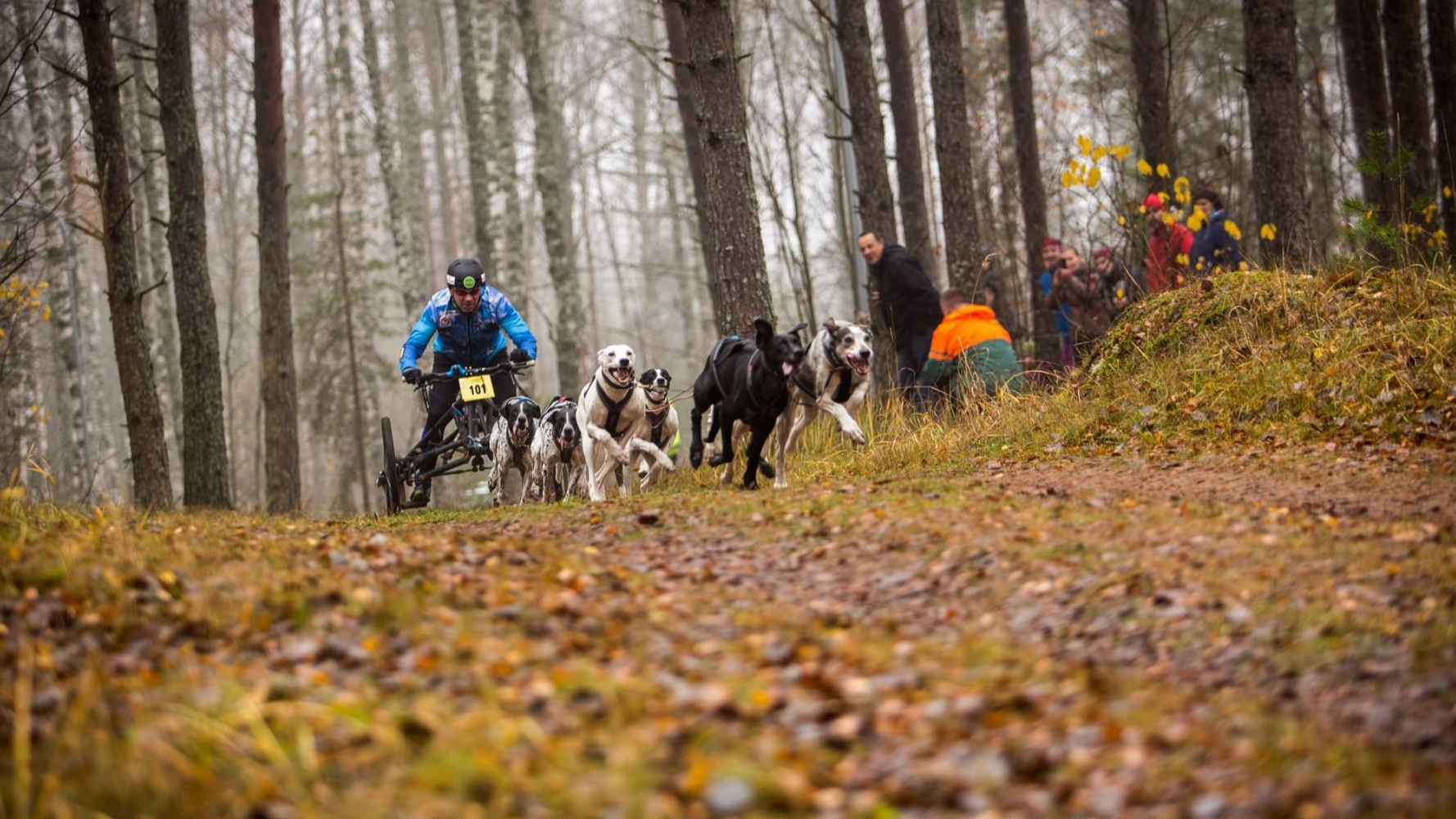 Novembra sākumā Ikšķilē norisināsies Pasaules kausa posms kamanu suņu sportā 