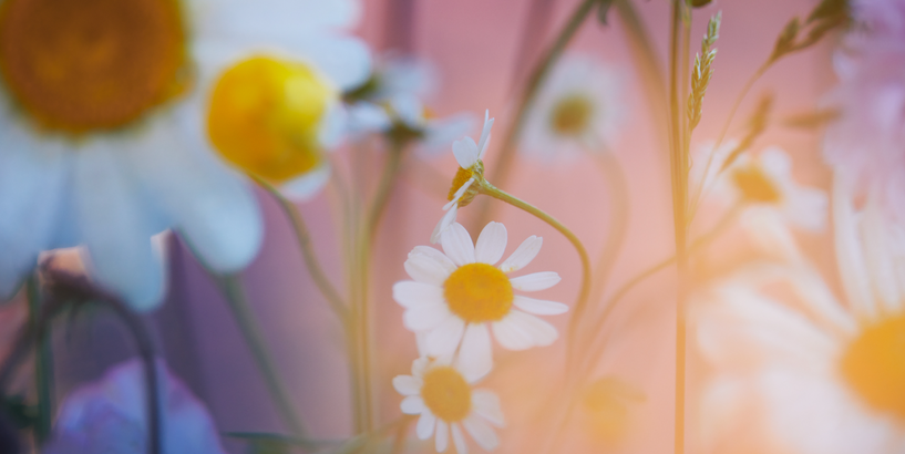 Lai zied visa pasaulīte