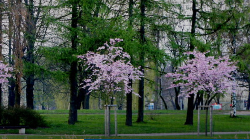 Uzvaras parkā uzziedējušas sakuras